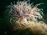 snakelock anemone.JPG